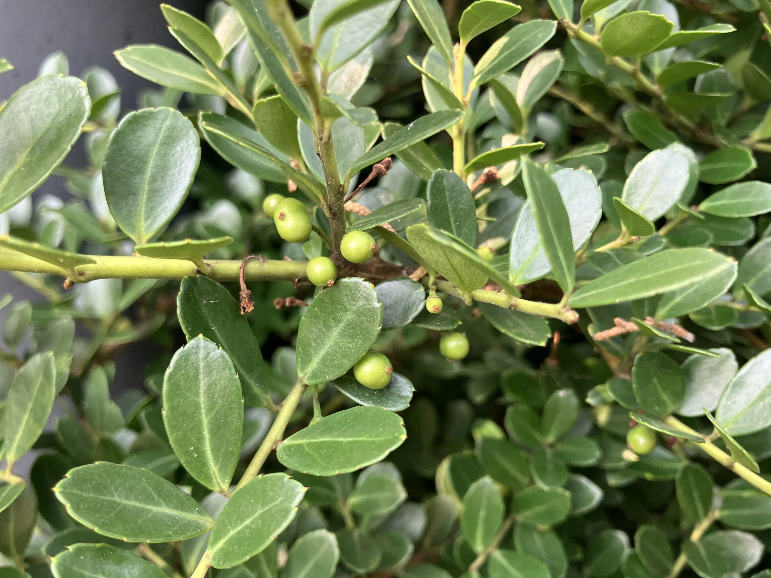Newport's Horticultural History: Heller's Japanese Holly — Newport